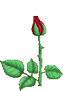 gul.gif (21302 bytes)